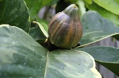 Как вырастить розовое лимонное дерево