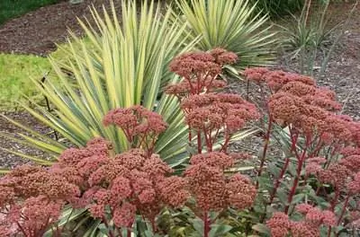 Как подготовить очиток к зиме