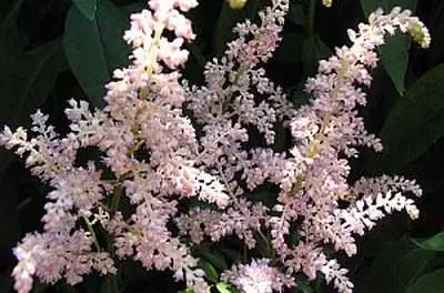 Как подготовить астильбу к зиме