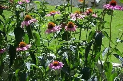 Как обрезать эхинацею восточной пурпурной