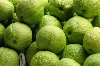 Как ухаживать за гуавой