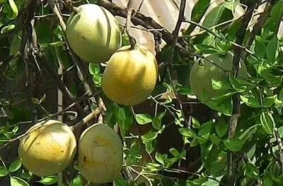 Когда собирать манго