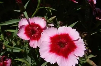 Как подготовить к зиме Sweet William