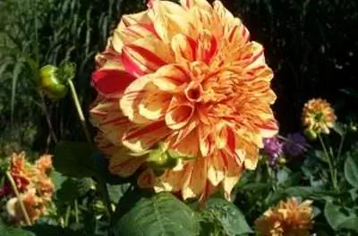 Как обрезать георгины