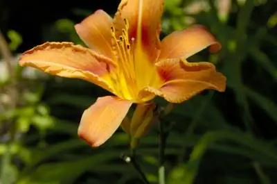 Как подготовить лилейники к зиме