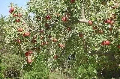 Лучшее время для посадки яблонь