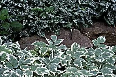 Как вырастить епископскую травку