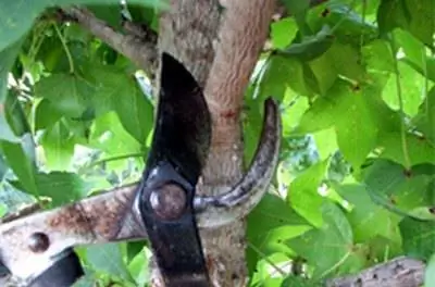 Как обрезать жевательную резинку