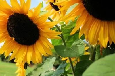 Как вырастить семена подсолнечника самостоятельно