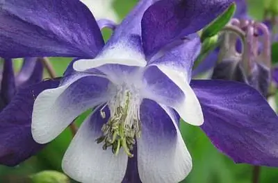 Как вырастить бабушкину шляпку