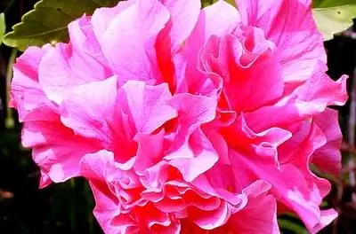 Как посадить двухцветковый гибискус