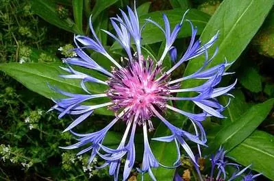 Как ухаживать за васильком