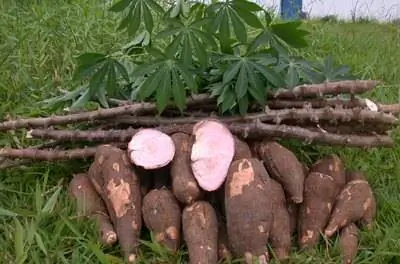 Как вырастить маниоку