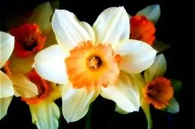 Как вырастить луковицы в помещении