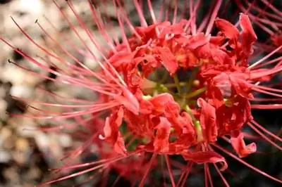 Как засадить голую даму