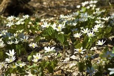 Как вырастить кровавый корень