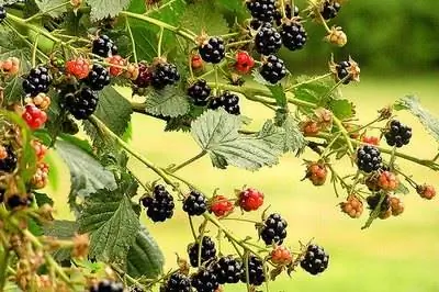 Как вырастить ежевику без шипов