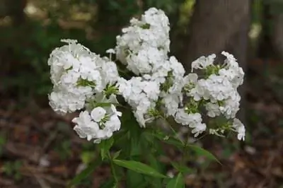 Как обрезать флоксы