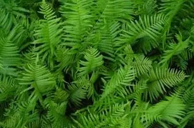 Как вырастить древовидные папоротники