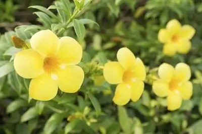 Как вырастить желтые колокольчики эсперансы