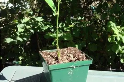 Как вырастить джекфрут в холодных регионах