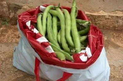 Как вырастить кустовую фасоль в помещении