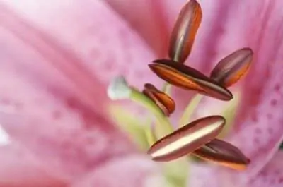 Какая часть растения производит пыльцу?