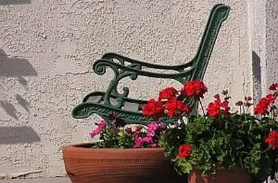 Как ухаживать за цветами герани