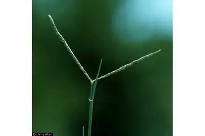 Как вырастить приморский паспалум