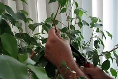 Как обрезать фикус в горшке