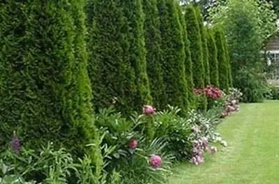 Как разместить ограждение с помощью Arborvitae Pyramidalis