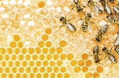 Факты о кислом дереве