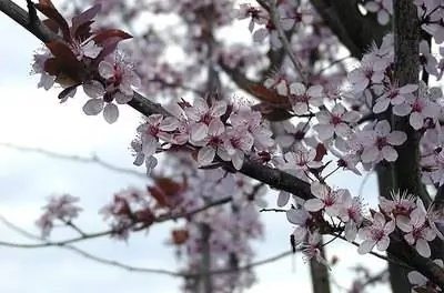 Как ухаживать за цветущей сливой