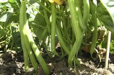 Болезни зеленой фасоли