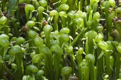 Информация о растении лилии кобры