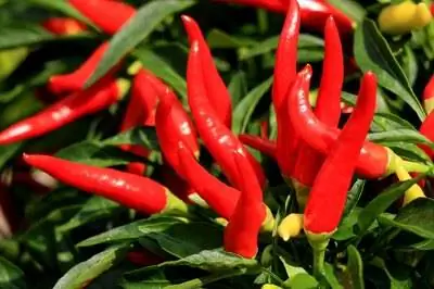 Как вырастить кайенский перец из семян