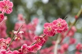 Цветение киотской сливы