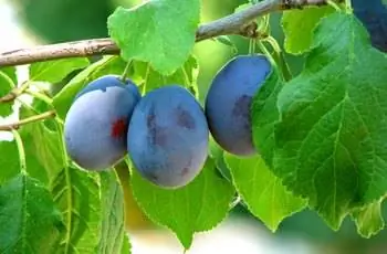 Сливы в саду