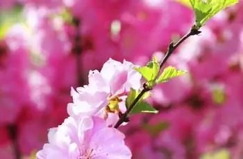 Цветущая ветка Prunus Triloba.
