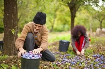 Старший фермер и его дочь собирают сливы