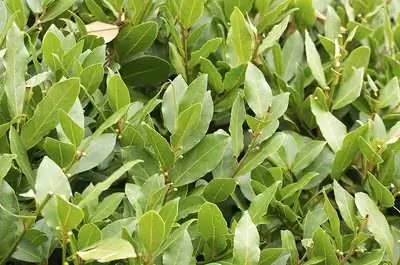 Как сформировать живую изгородь из лавра