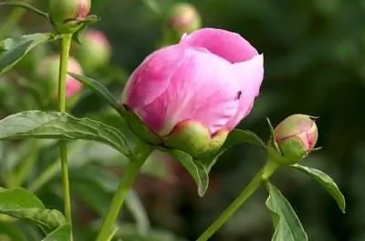 Когда пересаживать пионы?