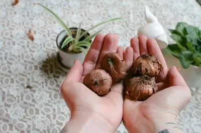Когда сажать луковицы гладиолусов?
