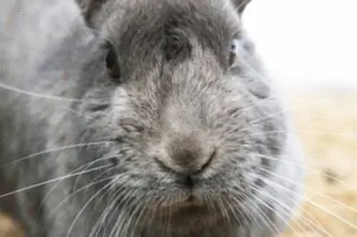 Как не дать кроликам поедать недотрогов