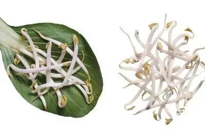 Как вырастить большие ростки маша