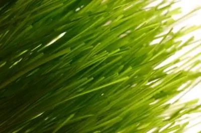 Как вырастить траву Мондо между брусчаткой