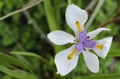 Как ухаживать за африканским ирисом