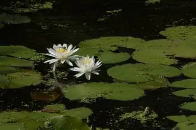 Как вырастить лотос из семян