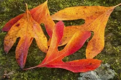 Как вырастить деревья сассафраса