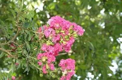 Как вырастить креп-мирт из черенка